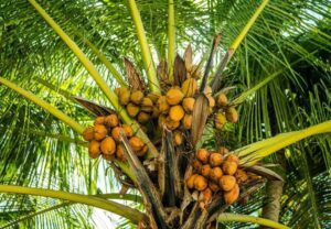 Sustentabilidade: pesquisadores transformam fruto da macaúba em embalagens biodegradáveis