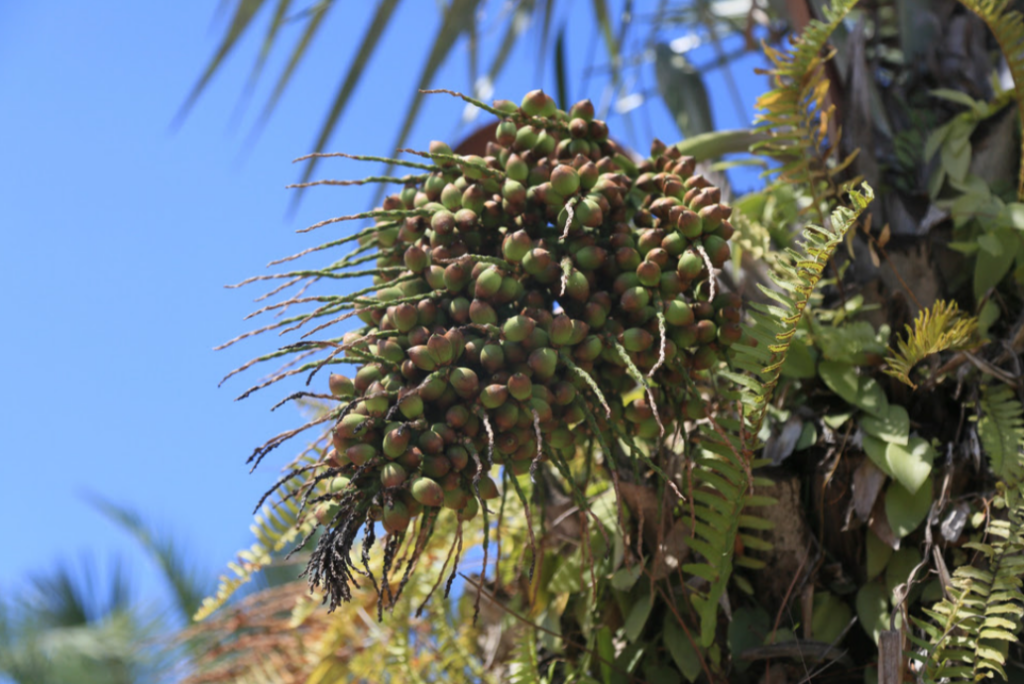 Da biodiversidade da Caatinga a novos produtos e oportunidades de mercado